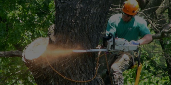 T&D Tree Service ISA certified arborist performing tree removal in Essex County NJ