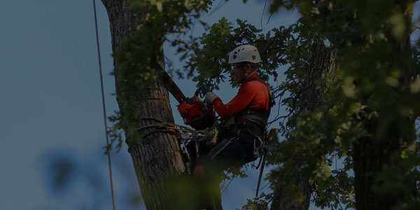 Tree Pruning & Trimming in Essex & Morris County NJ by T&D Tree Service