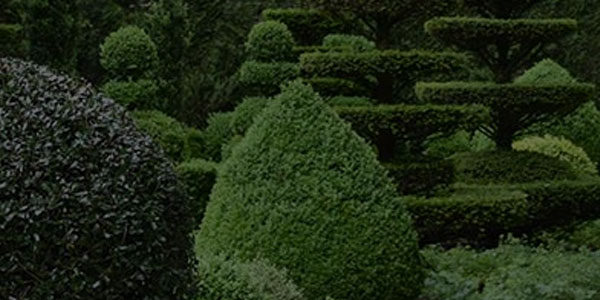 Emergency Tree Service in Essex & Morris County NJ by T&D Tree Service